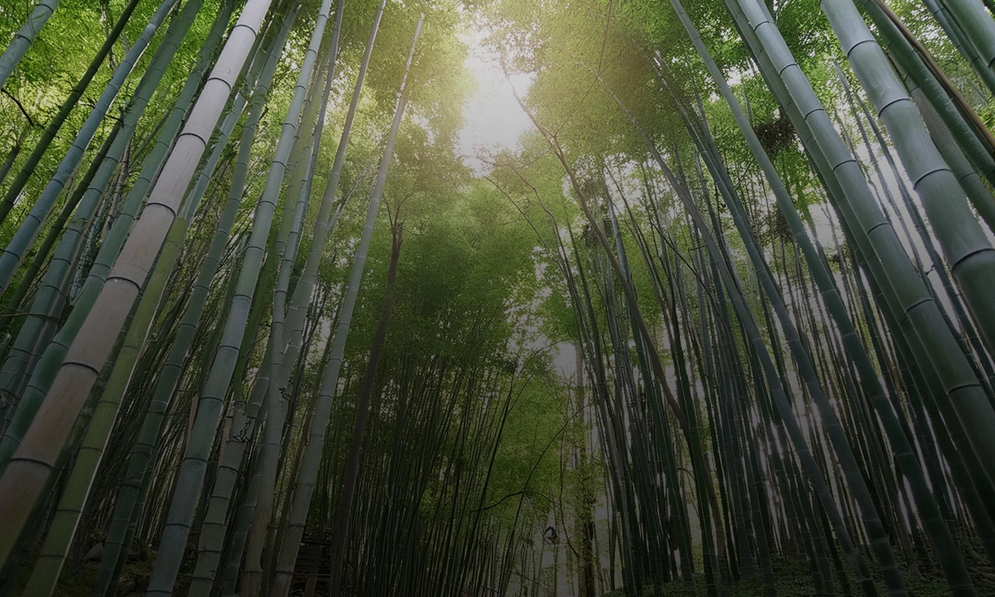 Untamed - Giant Panda